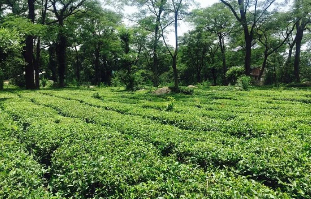 tea garden Dharamshala